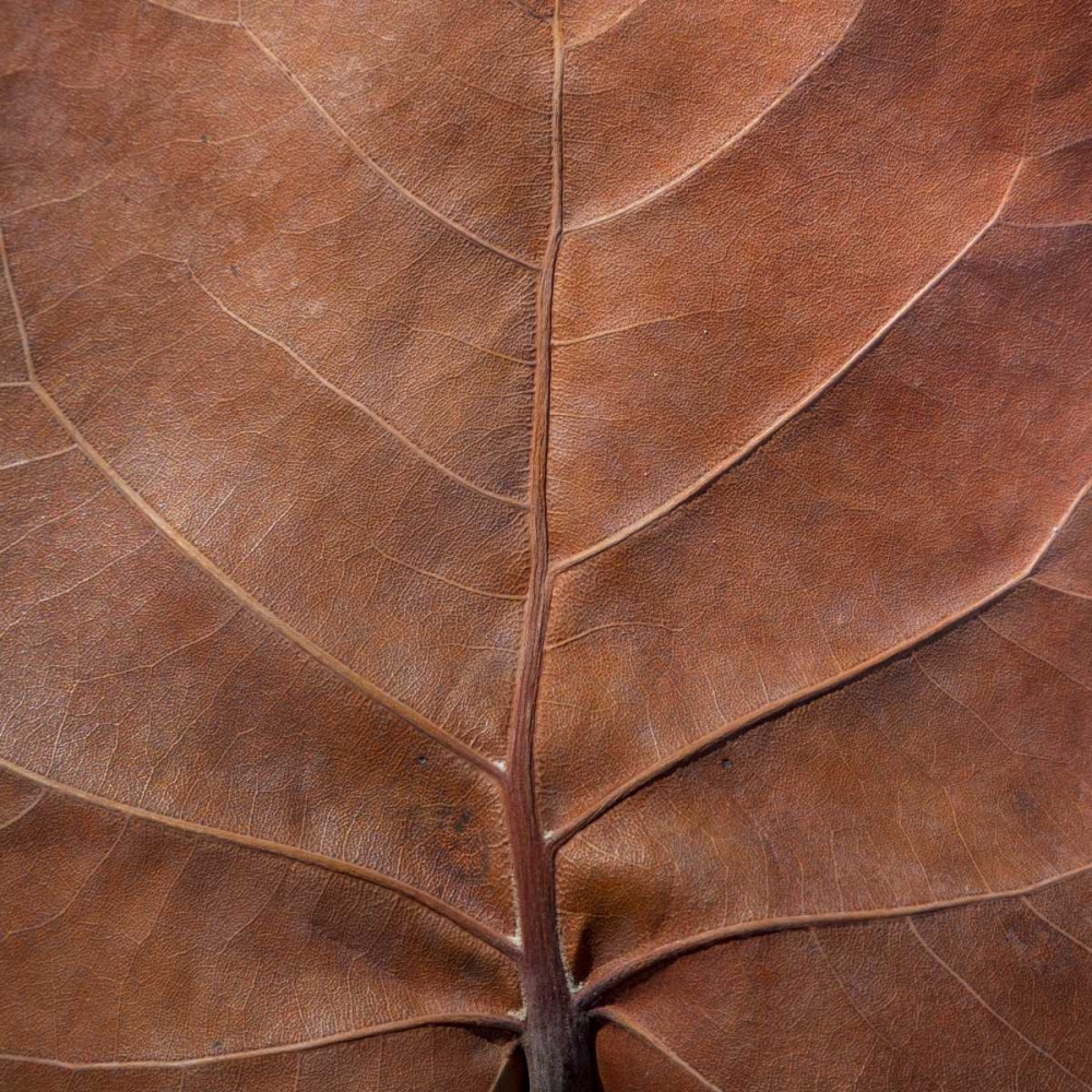 Bahamas, Little Exuma Island Sea grape leaf